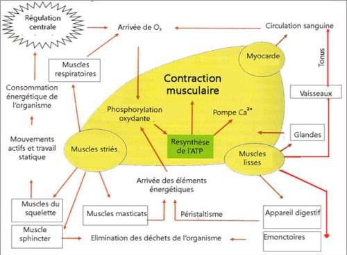 L’interconnexion de l’activité musculaire avec certains processus dynamiques 