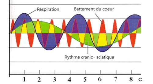 Rytmogramme de respiration, Battement du cœur et de rythme cranio-sciatique